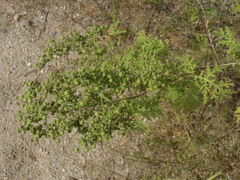 Hedosyne ambrosiifolia