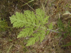 Hedosyne ambrosiifolia