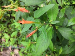 Cuphea appendiculata