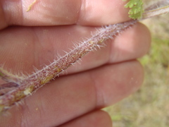 Hedosyne ambrosiifolia