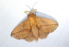 Euthrix isocyma