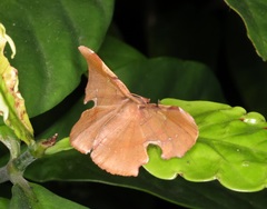 Fascellina chromataria