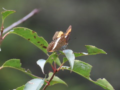 Adelpha fessonia