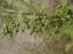 Hedosyne ambrosiifolia