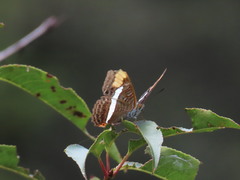 Adelpha fessonia