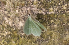 Idiochlora minuscula