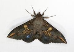 Ischyja ferrifracta