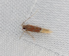 Labdia semicoccinea