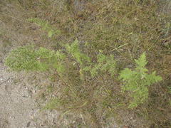 Hedosyne ambrosiifolia