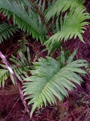 Blechnum capense