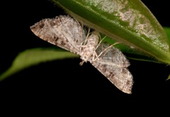 Massepha