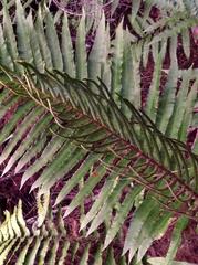 Blechnum capense
