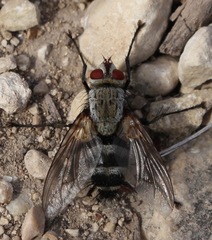 Microphthalma disjuncta