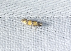 Promalactis lobatifera