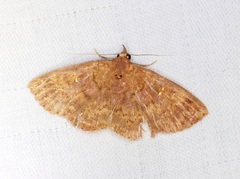 Sarobides inconclusa