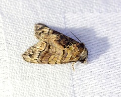 Chlumetia transversa