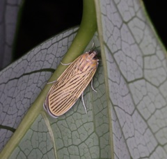 Tyspanodes linealis