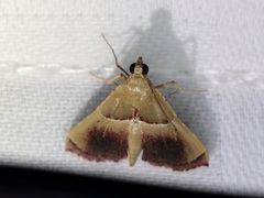 Endotricha repandalis