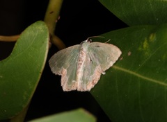 Eucyclodes albisparsa