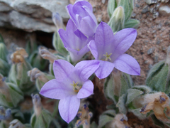 Campanula andrewsii