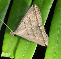 Lysimelia neleusalis