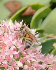 Apis mellifera