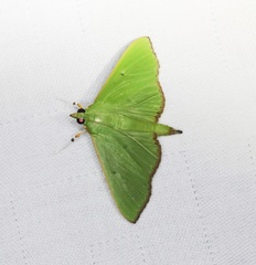 Parotis punctiferalis