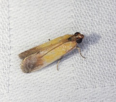 Piesmopoda semilutea