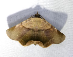 Psimada quadripennis