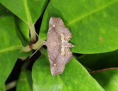 Throana pectinifer