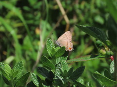 Electrostrymon guzanta