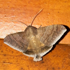 Achaea ablunaris