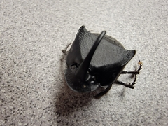 Phanaeus triangularis