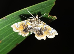 Musotima suffusalis