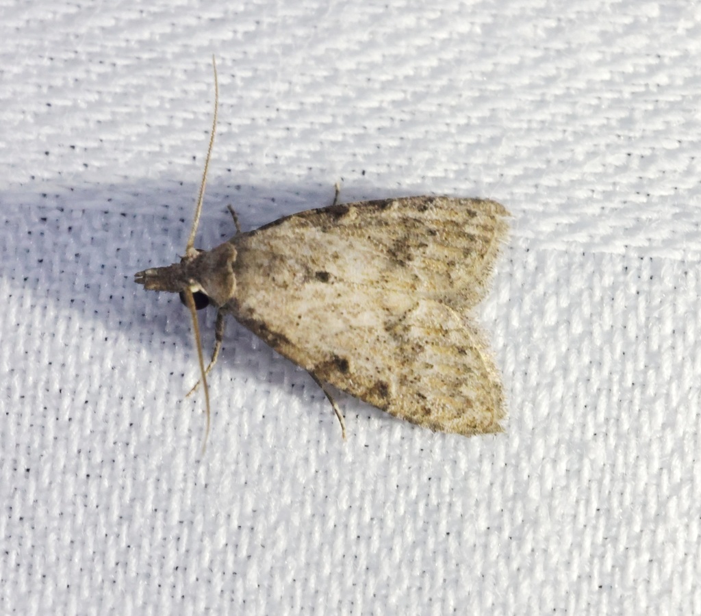 Manoba grisealis