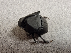 Phanaeus triangularis