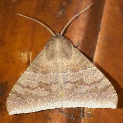 Achaea ablunaris