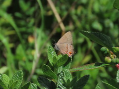 Electrostrymon guzanta