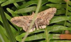 Ruttellerona pseudocessaria