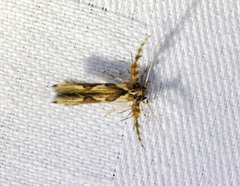 Stathmopoda stimulata
