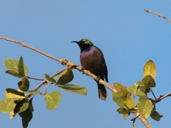 Cinnyris mariquensis