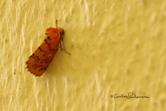 Chrysoecia dela