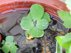 Pistia
