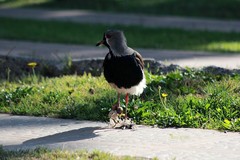 Vanellus chilensis chilensis