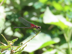 Hetaerina cruentata
