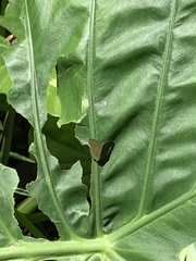 Ricania sublimata