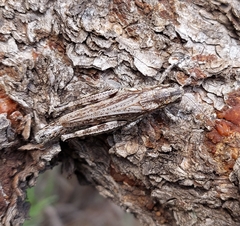 Melanoplus splendidus