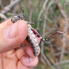 Melanoplus splendidus