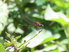Hetaerina cruentata