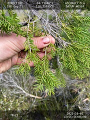 Melaleuca preissiana